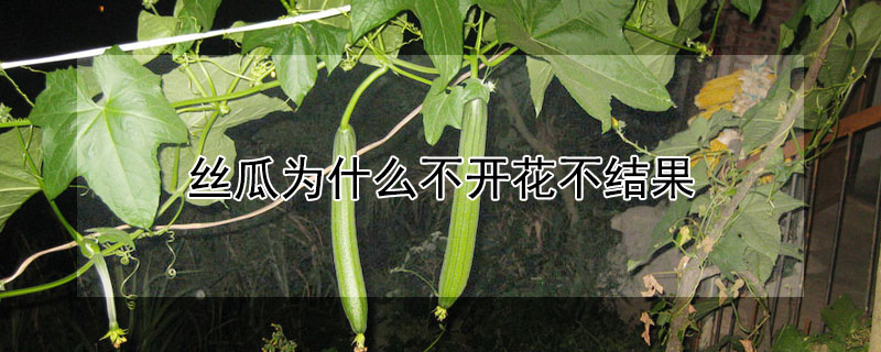 絲瓜為什么不開(kāi)花不結(jié)果