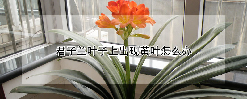 君子蘭葉子上出現黃葉怎么辦