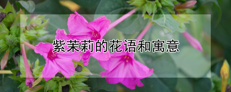 紫茉莉的花語和寓意