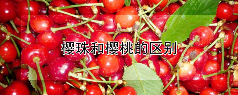 櫻珠和櫻桃的區(qū)別