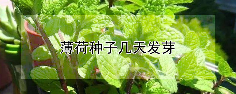 薄荷種子幾天發(fā)芽