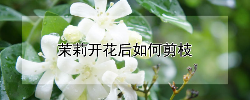 茉莉開花后如何剪枝