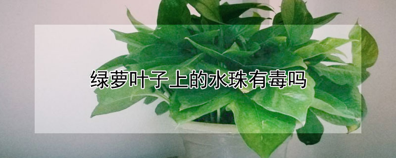 綠蘿葉子上的水珠有毒嗎