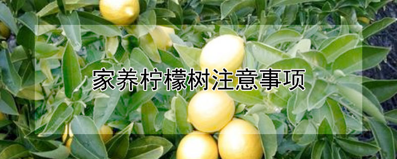 家養(yǎng)檸檬樹注意事項