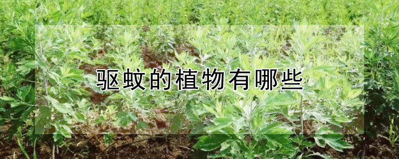 驅(qū)蚊的植物有哪些