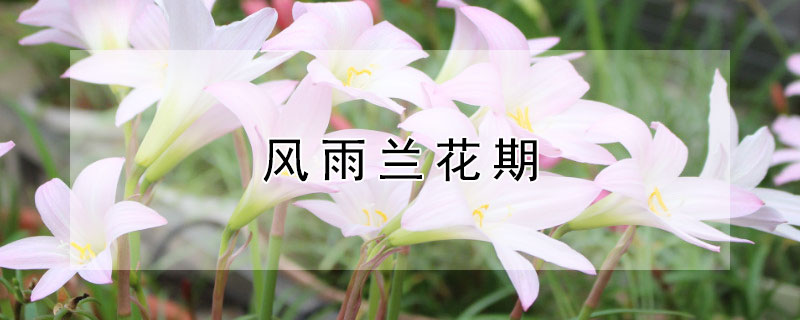 風(fēng)雨蘭花期