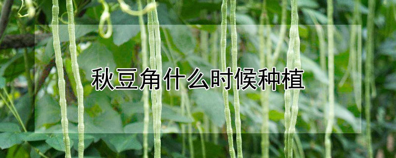 秋豆角什么時候種植