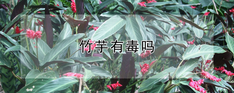 竹芋有毒嗎