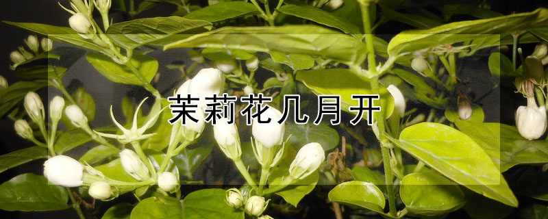 茉莉花幾月開