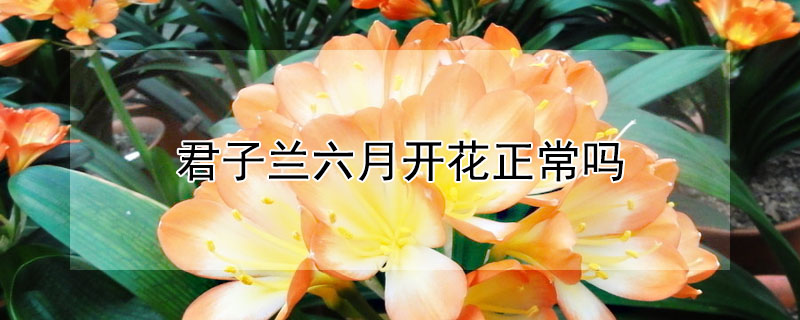 君子蘭六月開花正常嗎