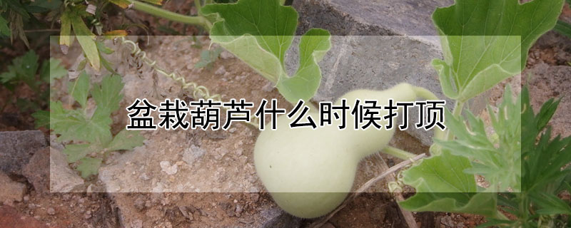 盆栽葫蘆什么時候打頂