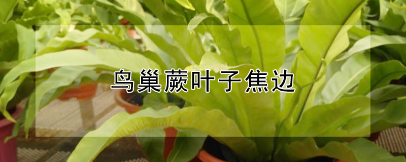 鳥(niǎo)巢蕨葉子焦邊