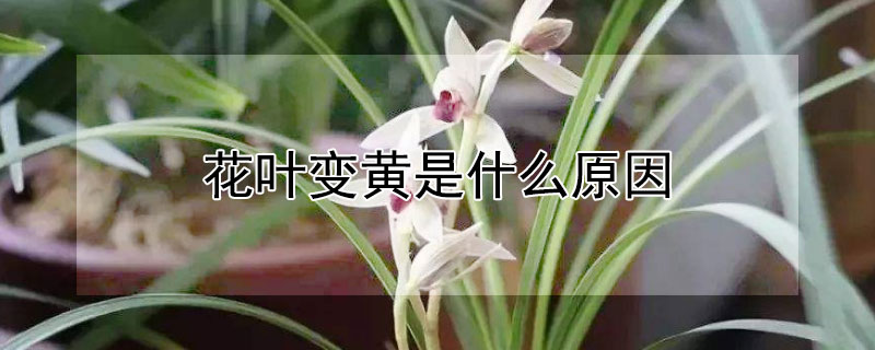 花葉變黃是什么原因