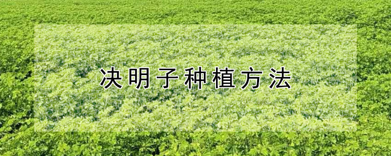 決明子種植方法