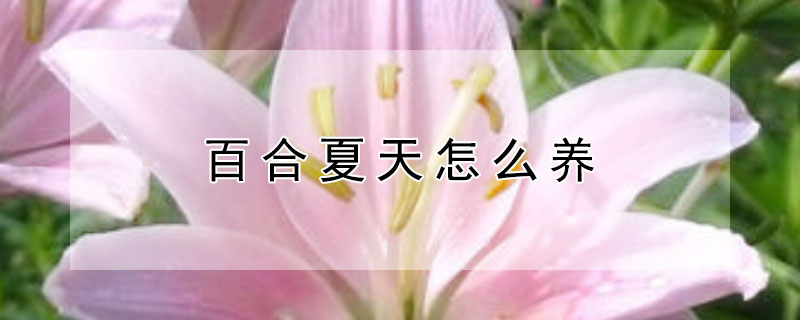 百合夏天怎么養(yǎng)