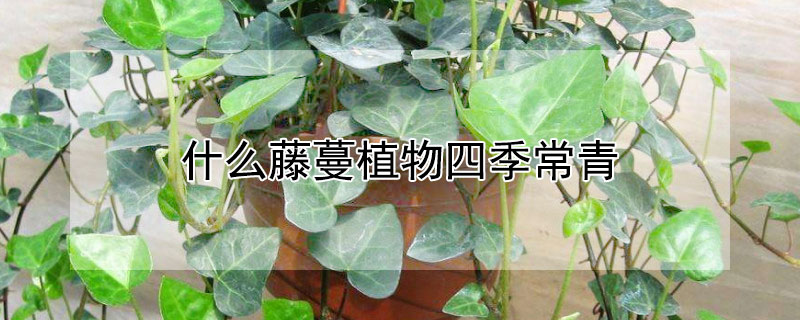 什么藤蔓植物四季常青