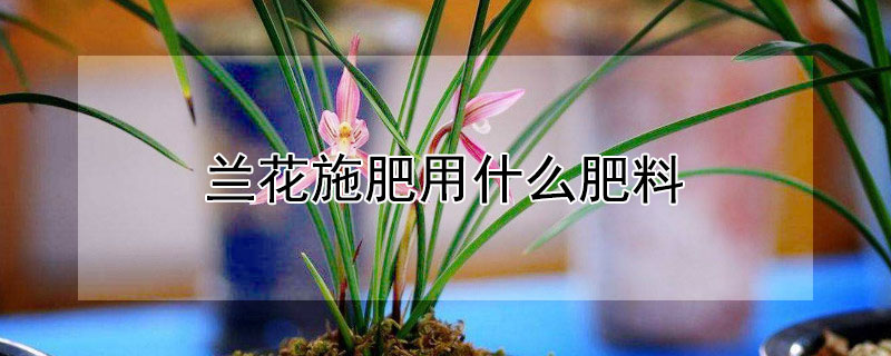 蘭花施肥用什么肥料