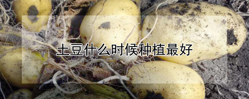 土豆什么時候種植最好