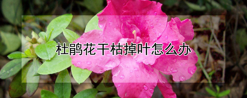 杜鵑花干枯掉葉怎么辦