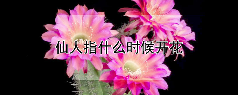 仙人指什么時(shí)候開花