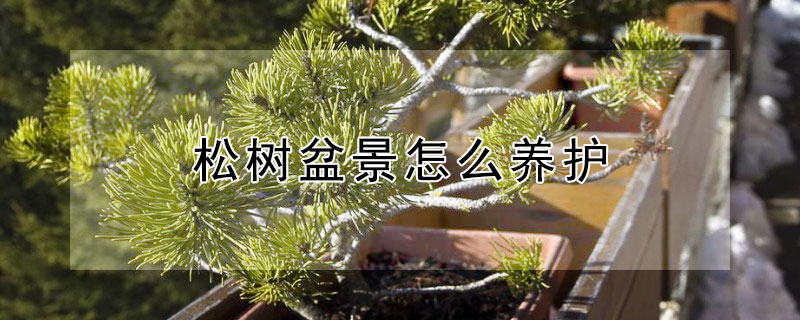 松樹(shù)盆景怎么養(yǎng)護(hù)