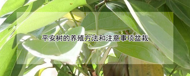 平安樹的養(yǎng)殖方法和注意事項(xiàng)盆栽