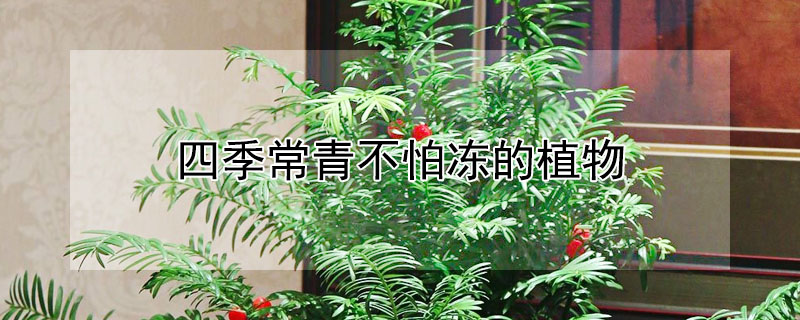 四季常青不怕凍的植物