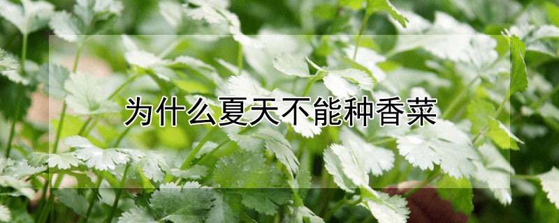 為什么夏天不能種香菜