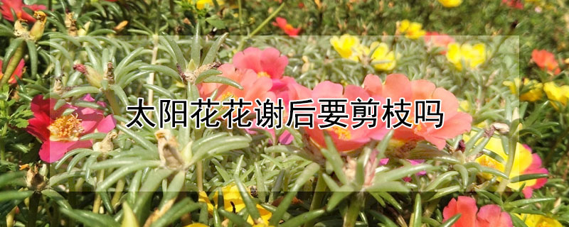 太陽花花謝后要剪枝嗎