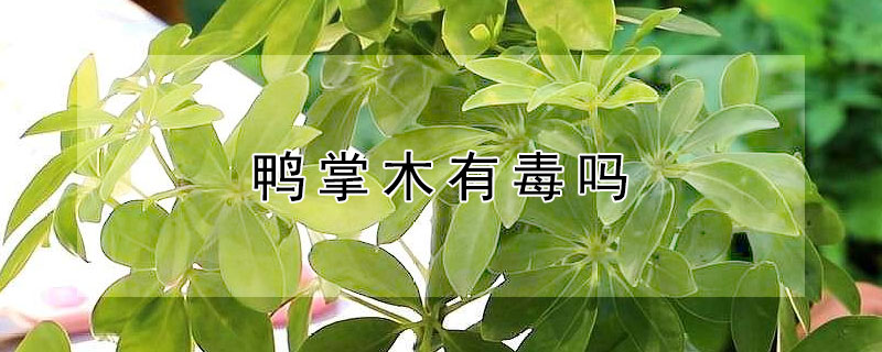 鴨掌木有毒嗎