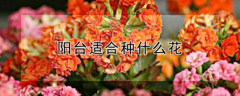 陽臺適合種什么花