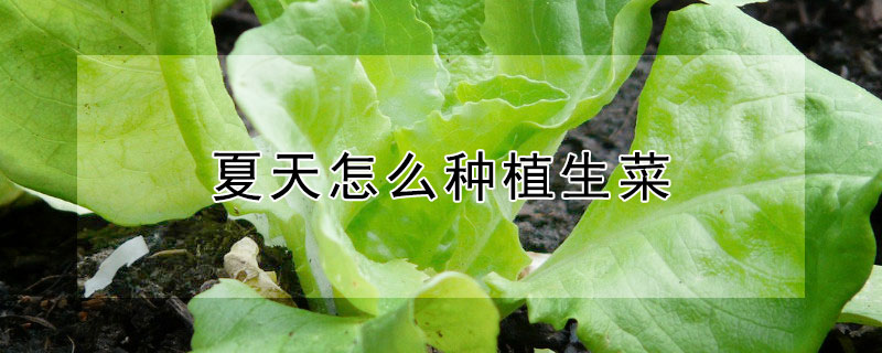 夏天怎么種植生菜