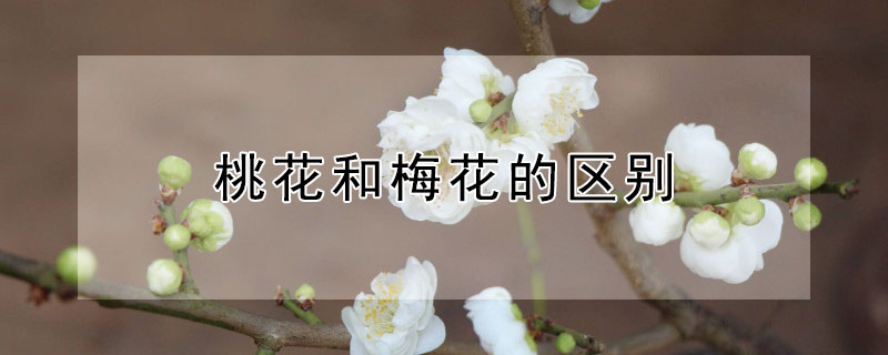 桃花和梅花的區別