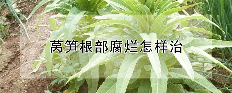 萵筍根部腐爛怎樣治