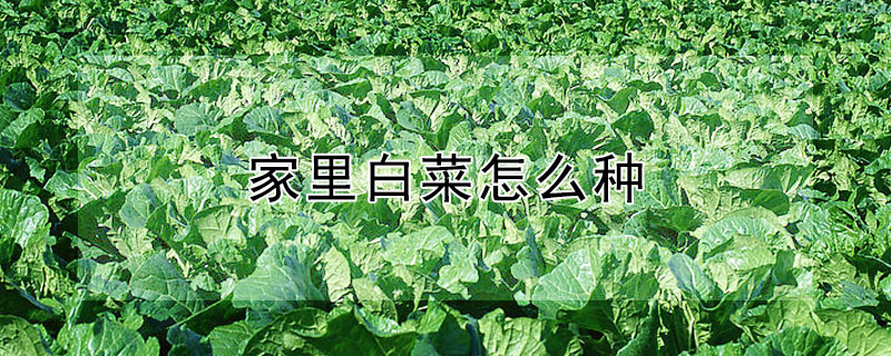 家里白菜怎么種