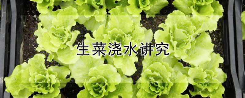 生菜澆水講究