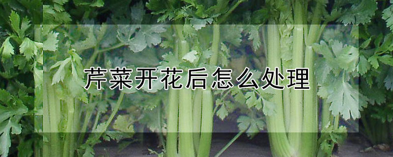 芹菜開花后怎么處理