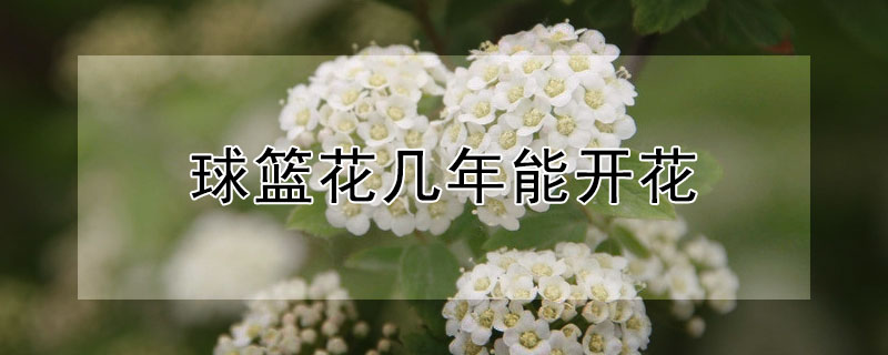 球籃花幾年能開花