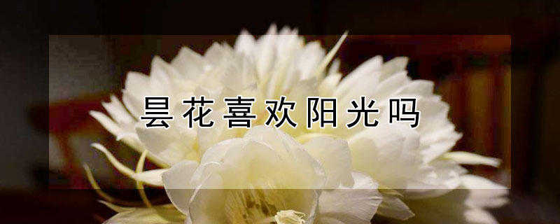 曇花喜歡陽光嗎