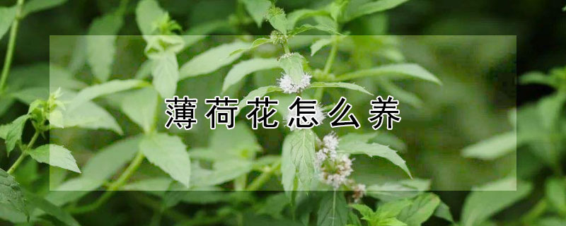 薄荷花怎么養