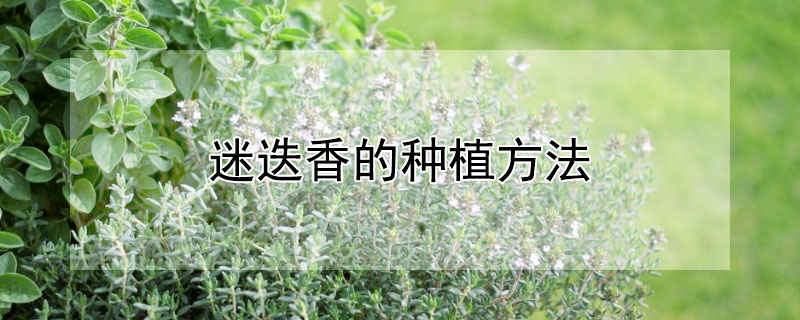 迷迭香的種植方法