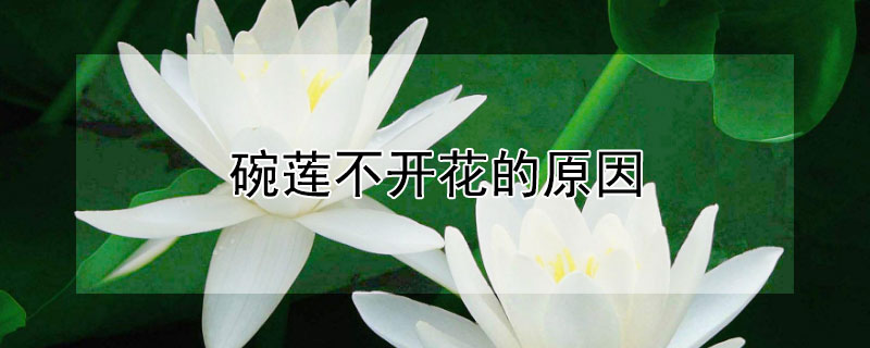 碗蓮不開花的原因