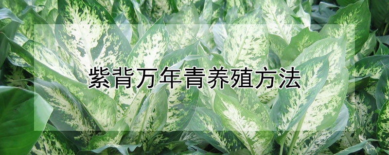 紫背萬年青養(yǎng)殖方法