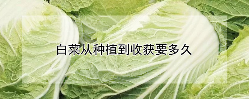 白菜從種植到收獲要多久