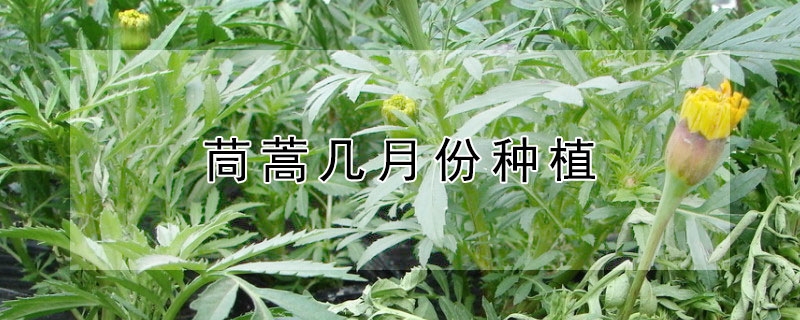 茼蒿幾月份種植