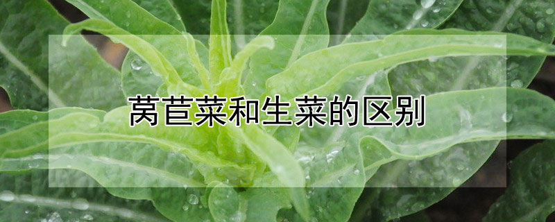 萵苣菜和生菜的區別