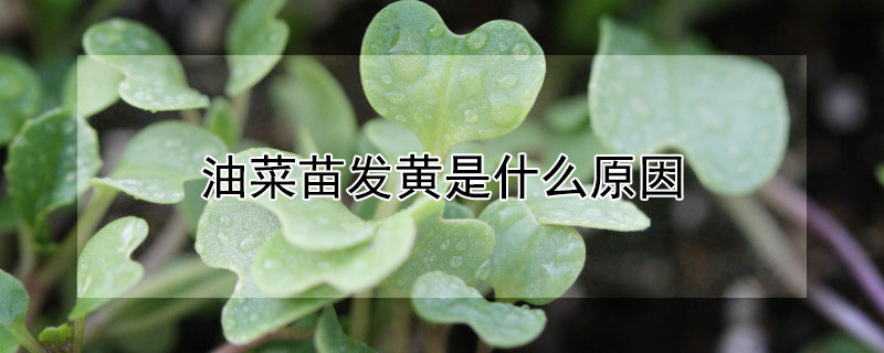 油菜苗發(fā)黃是什么原因