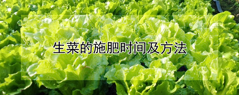 生菜的施肥時(shí)間及方法