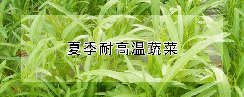 夏季耐高溫蔬菜