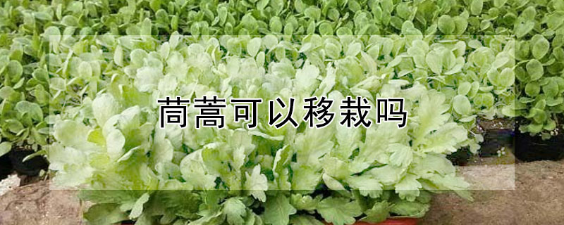 茼蒿可以移栽嗎